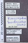 Etiketten zu Zorochros albitactus (NHMW-ZOO-COL-0010171)